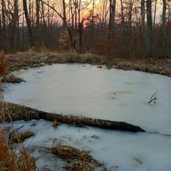 Pond on Sheltowee Trace